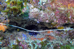 Panulirus versicolor