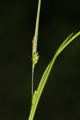Carex oligocarpa