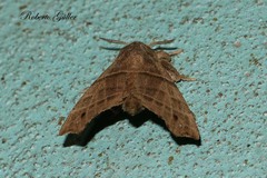 Apatelodidae