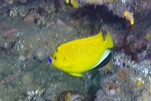 Threespot angelfish