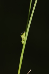 Carex oligocarpa