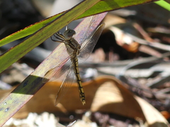 Orthetrum caledonicum