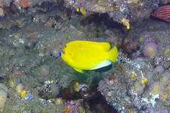 Apolemichthys trimaculatus