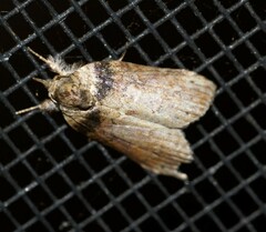 Nycteola