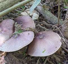 Fungi