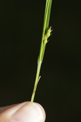 Carex oligocarpa