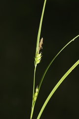 Carex oligocarpa