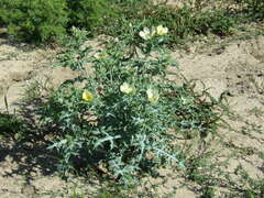 Argemone subfusiformis