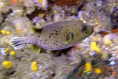 Arothron nigropunctatus