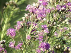 Vernonanthura nudiflora