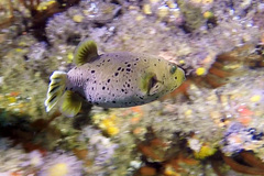 Arothron nigropunctatus