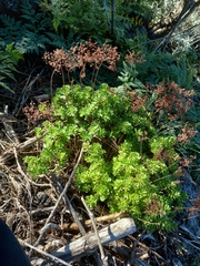 Aeonium spathulatum image