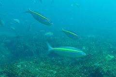 Caesio xanthalytos
