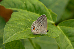 Euchrysops malathana