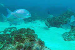 Rhabdosargus holubi