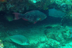 Scarus rubroviolaceus