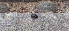 Coleoptera