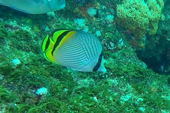 Chaetodon vagabundus