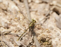 Austrogomphus guerini