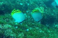 Chaetodon vagabundus