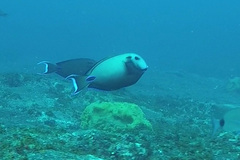 Acanthurus tennentii