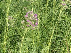 Vernonanthura nudiflora