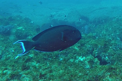 Acanthurus tennentii