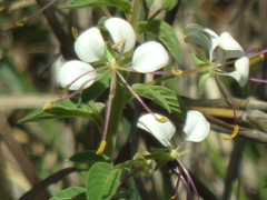 Cleome aculeata