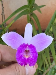 Arundina graminifolia