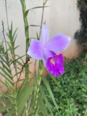 Arundina graminifolia