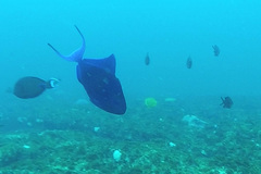 Odonus niger