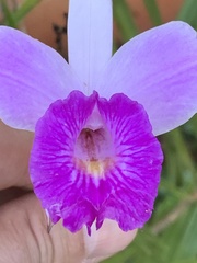 Arundina graminifolia