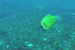 Chaetodon kleinii