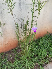 Arundina graminifolia