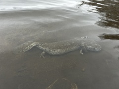 Necturus maculosus