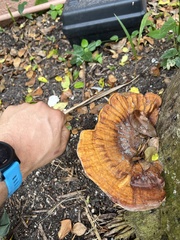 Ganoderma zonatum