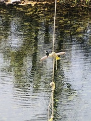 Chloroceryle americana