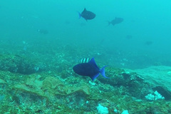 Odonus niger