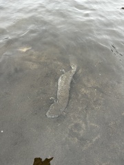 Necturus maculosus