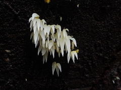 Mucronella fusiformis