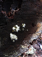 Mucronella fusiformis