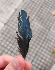 Pica pica melanotos