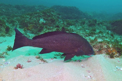 Umbrina ronchus