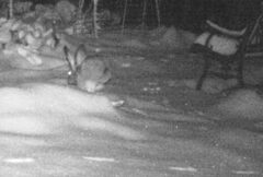 Lagomorpha