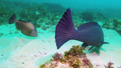 Umbrina ronchus