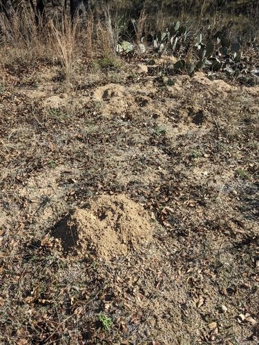 Central Texas Pocket Gopher