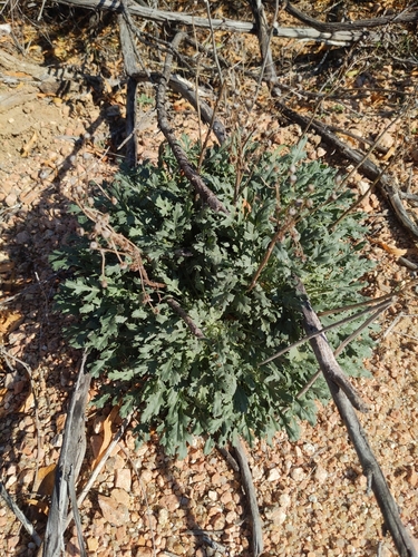 Central Texas Groundsel (Packera texensis)