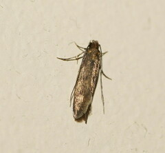 Tinea pellionella