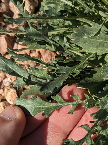 Image of Packera texensis by (c) Eric Knight, some rights reserved (CC BY)