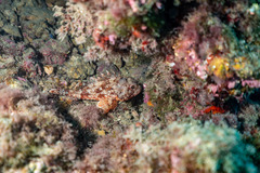 Scorpaena notata